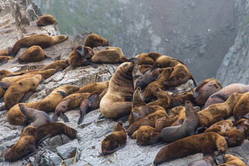 sea lions 