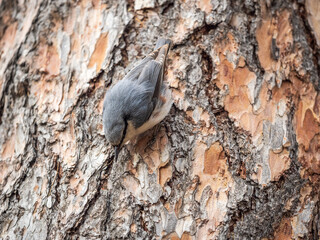 Eurasian nuthatch or wood nuthatch, lat. Sitta europaea, sitting on a tree trunk with a blurred background.