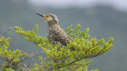 Woodpecker sitting on tree branch