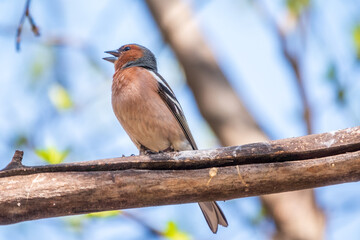 Common chaffinch, Fringilla coelebs, sits on a branch in spring on green background. Common chaffinch in wildlife.