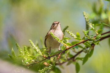 Common chiffchaff, lat. phylloscopus collybita, sitting on branch of bush in spring and looking for food