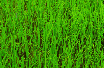 Beautiful row of green rice plant texture background. The asian agriculture.