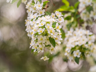 White blossoming apple trees. White apple tree flowers