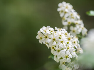 White flowers blooming bird cherry. Close-up of a Flowering Prunus padus Tree with White Little Blossoms