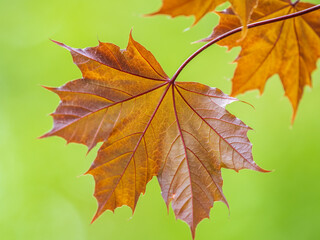Tree branch with dark red leaves, Acer platanoides, the Norway maple Crimson King. Red Maple acutifoliate Crimson King, young plant with green background.