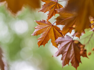 Tree branch with dark red leaves, Acer platanoides, the Norway maple Crimson King. Red Maple acutifoliate Crimson King, young plant with green background.