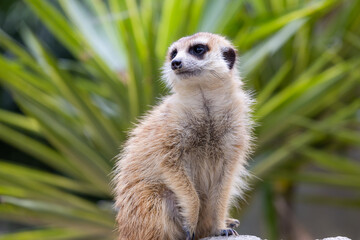 Meerkat stand on the rock