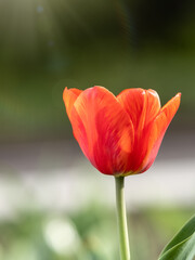 Red tulip with blurry background in sunset