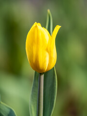 Colorful yellow tulips blossom in spring garden