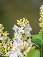 White Blooming Lilac Flowers in spring with blured background