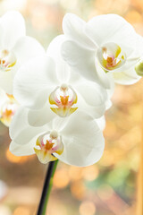 Fototapeta na wymiar macro view to white orchid flower bud