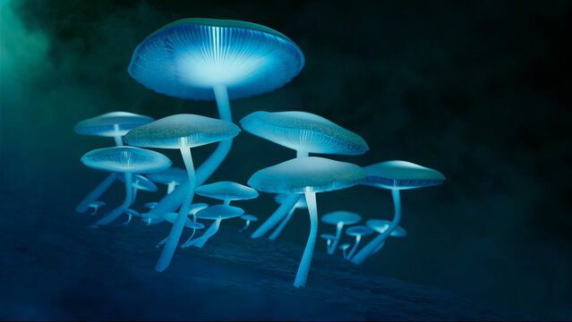 Bioluminescent Mushrooms