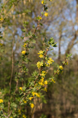 Branch with yellow flowers illuminated by sunlight beautifully