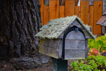 Old wooden mailbox with fungus growing on the top