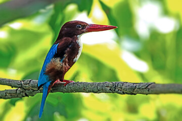 The White-throated Kingfisher on a branch