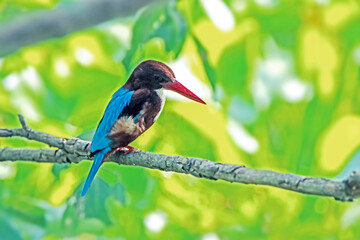 The White-throated Kingfisher on a branch