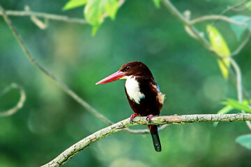 The White-throated Kingfisher on a branch