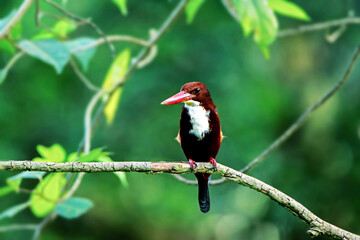 The White-throated Kingfisher on a branch