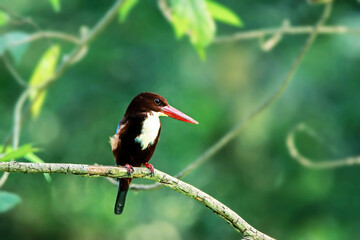The White-throated Kingfisher on a branch