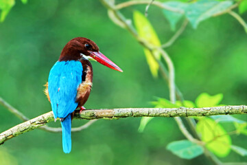 The White-throated Kingfisher on a branch