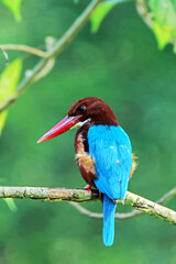 The White-throated Kingfisher on a branch