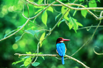 The White-throated Kingfisher on a branch