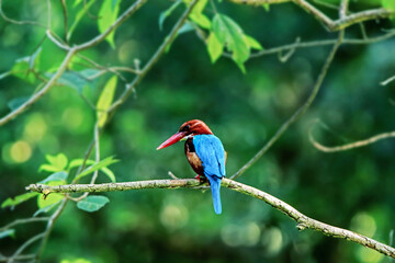 The White-throated Kingfisher on a branch
