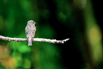 The Asian Brown Flycatcher on a branch
