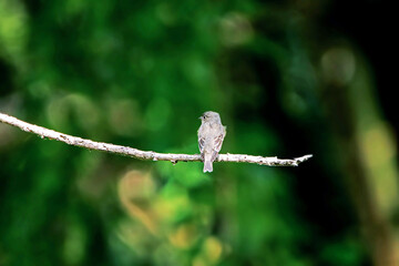 The Asian Brown Flycatcher on a branch