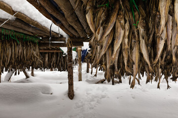 Korean winter dried pollack. The white snow-covered landscape of Hwangtae-deokjang.