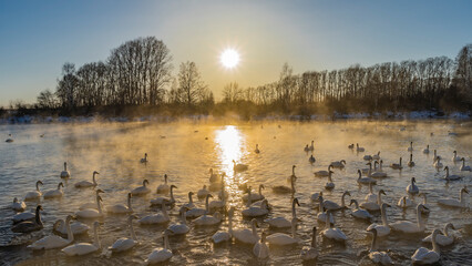 A flock of white swans on an ice-free lake at sunset. A sunny path on the water. Golden steam above...