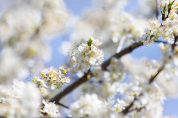Plum tree blossoms