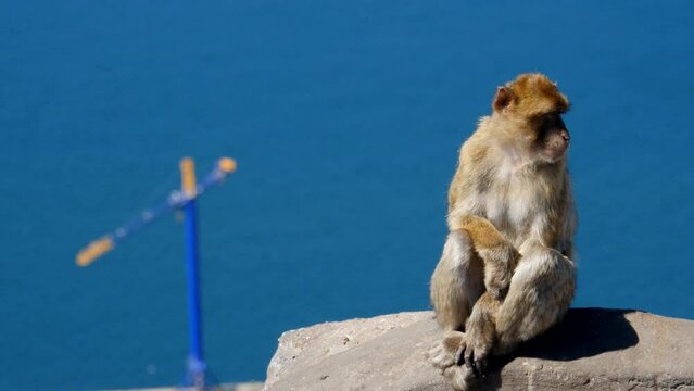 Barbary ape on the Rock of Gibraltar. crane in background