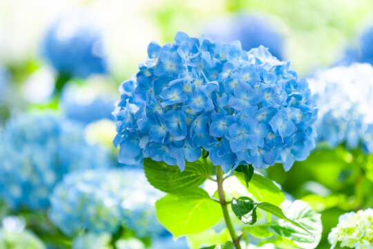 青い紫陽花 Images Browse 133 Stock Photos Vectors And Video Adobe Stock