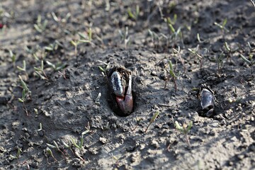 갯벌에사는게입니다