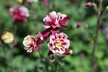 한국의목장에서승마를즐기고있습니다