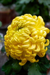 Blooming large yellow chrysanthemums for sale in the flower market