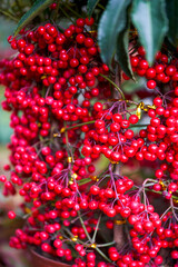 Bright red cinnabar root fruits for sale in flower market