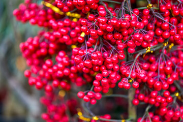 Bright red cinnabar root fruits for sale in flower market