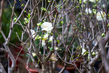 White plum blossoms blooming on branch