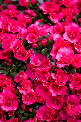 Bright blooming rhododendrons for sale in flower market