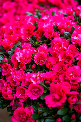 Bright blooming rhododendrons for sale in flower market