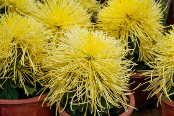 A pot of blooming spinach flowers for sale in a flower market