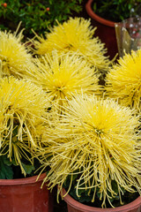 A pot of blooming spinach flowers for sale in a flower market