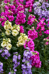 Fototapeta premium Violet flowers of various colors for sale in the flower market