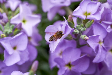 A bee gathers nectar on a flower