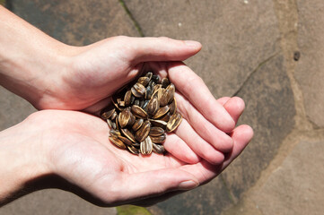 handful of seeds in hands