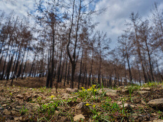 image of a forest after a fire