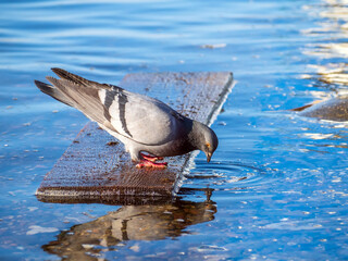 Grey rock doves is floating on a plank along the river and drinks water.