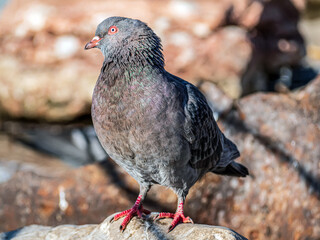 Grey rock dove is sitting on the stone and looking at camera. Close-up, portrait.